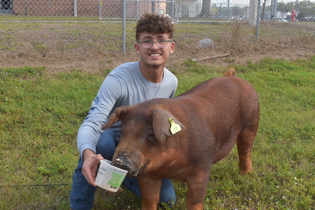 Anthony Sizemore, a Braden River High freshman, is eager to show his FFA chapter's chapter pig at the Manatee County Fair.