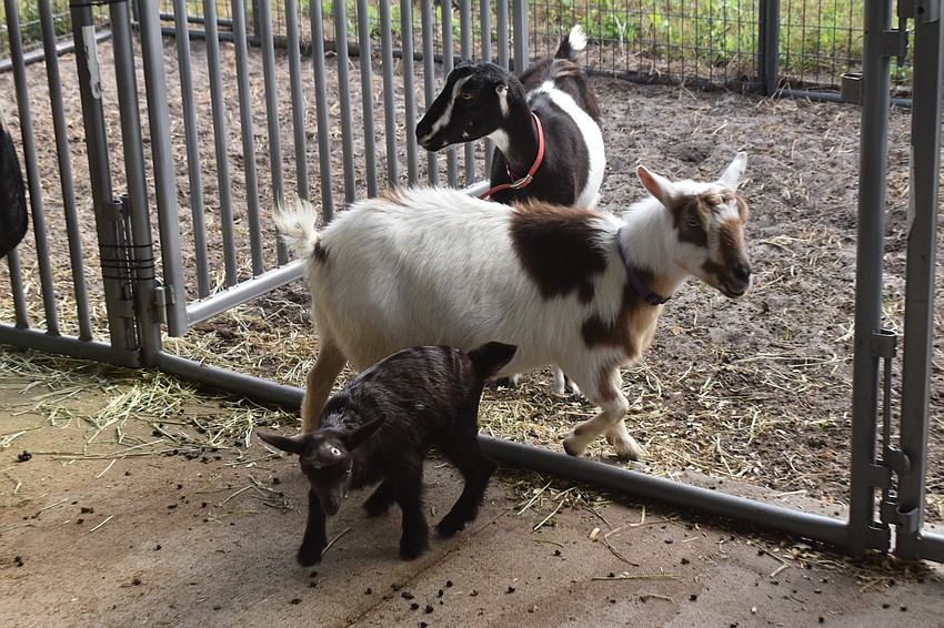 The goats that the Braden River FFA students are leasing belong to fellow FFA member Maggie Faller and her family.