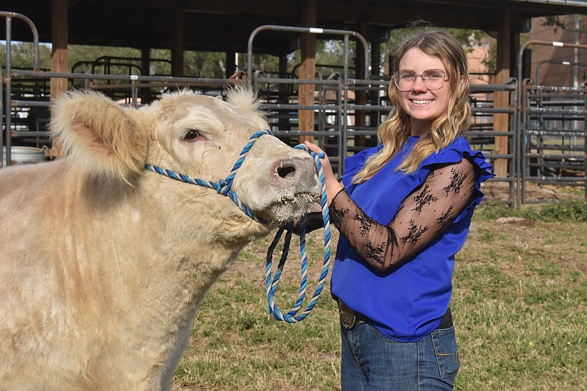 Tater, the chapter steer, has been cared for by Maggie Faller, a junior, since April and she will show him at the Manatee County Fair.