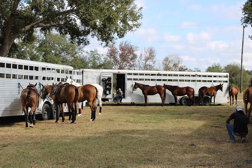 Some of the horses about to compete relax before the first Sunday of polo of 2026 at the Sarasota Polo Club.
