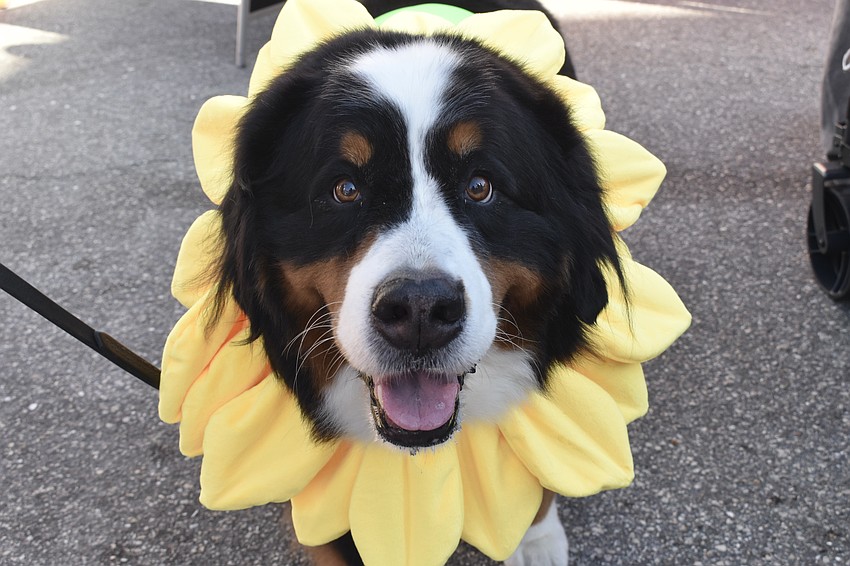 Kim Police's dog Capri came dressed as his favorite toy, a sunflower, in the Dog-a-Ween Contest in 2025.