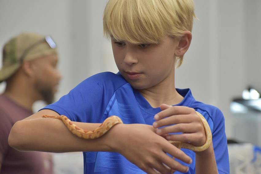 Brooks DeLoach, 10, holds an albino Okeeteee corn snake at a Repticon event in 2025.