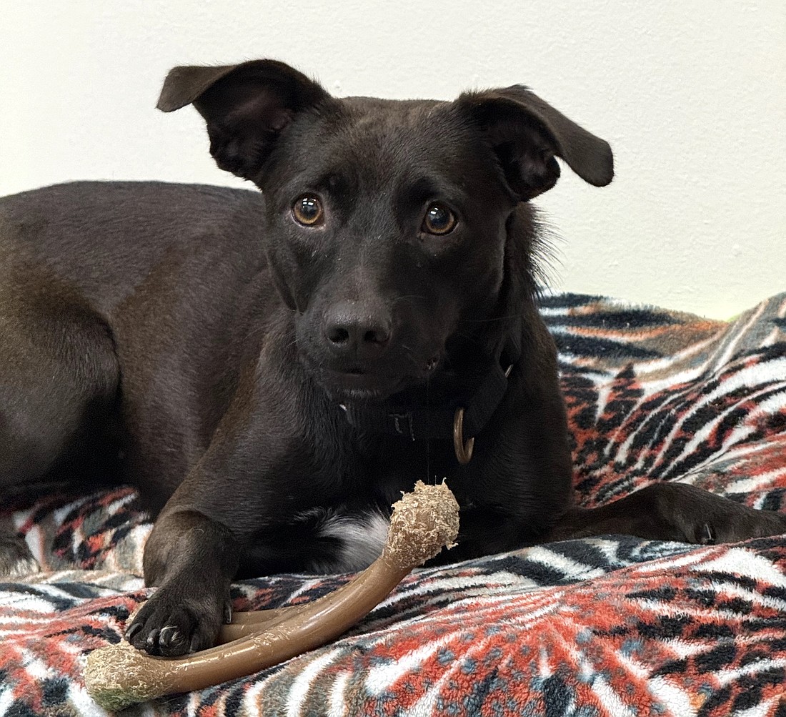 Roxy has begun to overcome her shyness. Courtesy photo by the Flagler Humane Society
