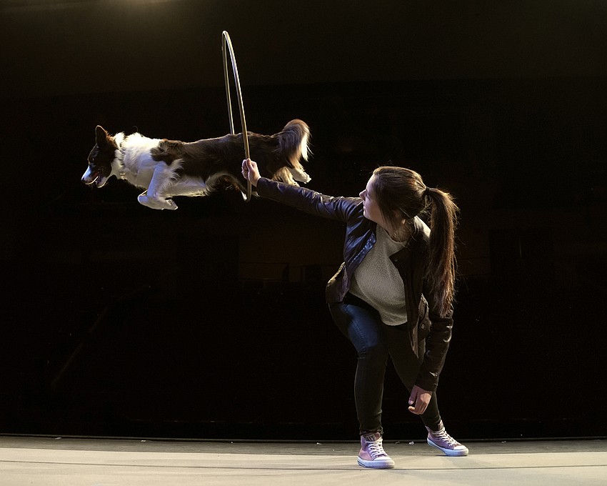 The canine variety show 