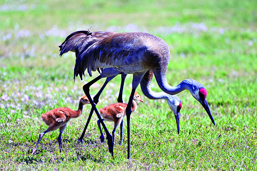 Gordon Silver captured this photo of a Sandhill crane family along Lorraine Road.