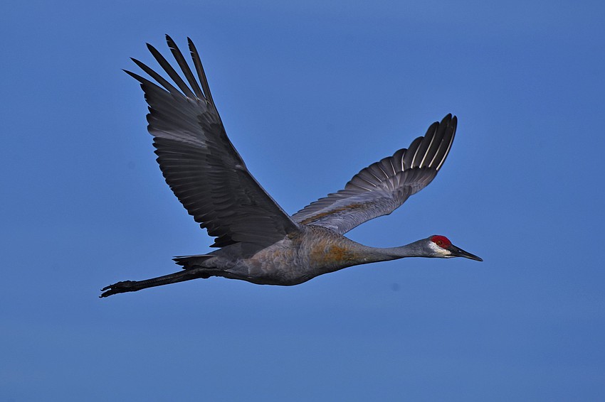 Gordon Silver took this photo of a sandhill crane as it flies over Celery Fields in Sarasota on a clear morning.