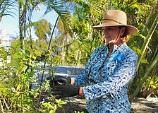 Kelly Shrout, one of the main coordinators of the Friendship Garden at Longboat Island Chapel, takes a look at one of the butterfly plants in the garden. Volunteers recently helped spruce up the community garden that holds the memories of many residents who have contributed to rebuilding since hurricanes Helene and Milton.