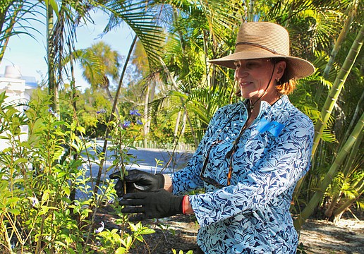 Kelly Shrout, one of the main coordinators of the Friendship Garden at Longboat Island Chapel, takes a look at one of the butterfly plants in the garden. Volunteers recently helped spruce up the community garden that holds the memories of many residents who have contributed to rebuilding since hurricanes Helene and Milton.