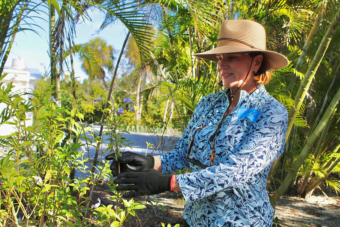 Kelly Shrout, one of the main coordinators of the Friendship Garden at Longboat Island Chapel, takes a look at one of the butterfly plants in the garden. Volunteers recently helped spruce up the community garden that holds the memories of many residents who have contributed to rebuilding since hurricanes Helene and Milton.