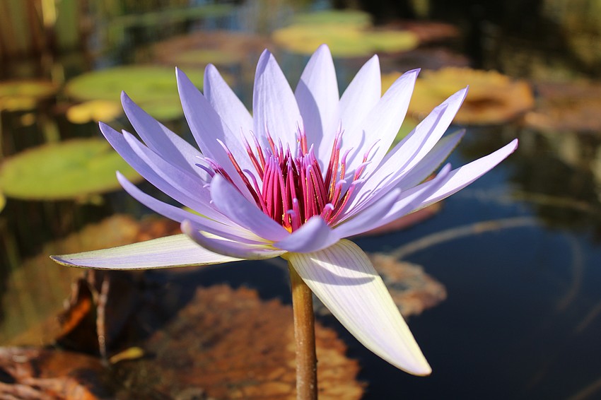 From the pond out front to the Friendship Garden outside, Longboat Island Chapel maintains a variety of plants for community members to view.