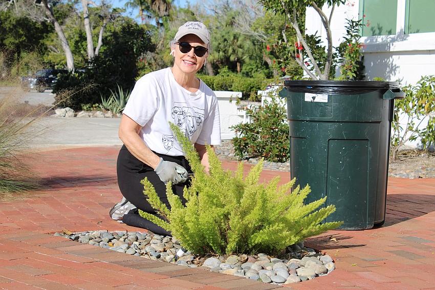 Rhonda Pfaff recently returned to Longboat Key for the season, and she unequivocally loves gardening. She serves as the building and grounds chairman at Sutton Place, and even in her off time, she volunteered to help out with fixing up Friendship Garden at Longboat Island Chapel on Jan. 8. She tends to a foxtail fern.