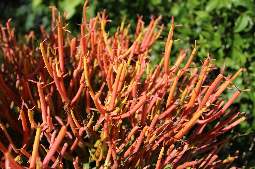 The Friendship Garden includes quit a few unique plants, including this pencil cactus that is a favorite of coordinator Kelly Shrout.