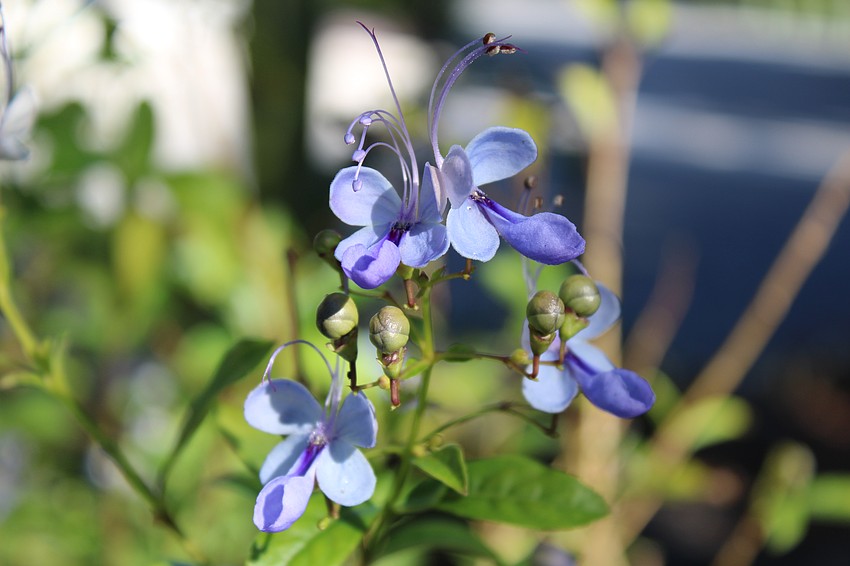 Some of the flowers in the Friendship Garden not only attract butterflies, but also resemble them.