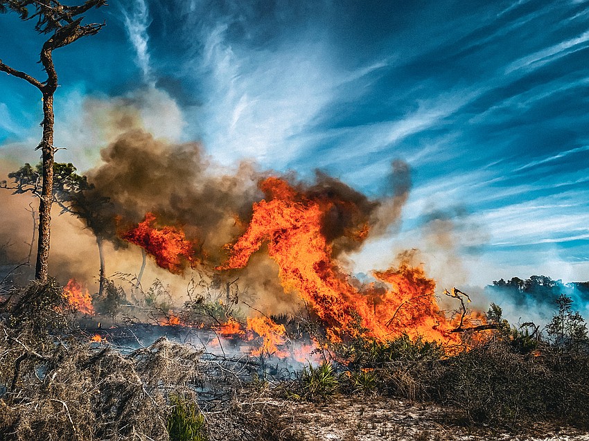 Prescribed burns prevent wildfires. Manatee County aims to burn about half its preservation land each year.