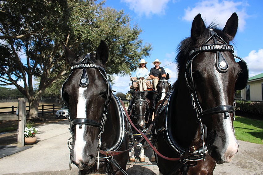 Morro and Marley in the front, and Mr. Arie and Alonza in the back, get ready to put Misdee Wrigley Miller's carriage during a practice. Wrigley Miller is joined by Tristen Aldrich on the carriage.