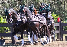 Lakewood Ranch's Misdee Miller won the four-in-hand division of the 2025 Combined Driving at TerraNova event but has decided not to defend later this month.
