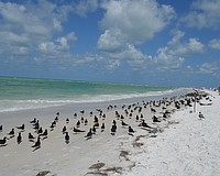 Renourishment of Lido Beach is scheduled to be completed prior to sea turtle nesting season.