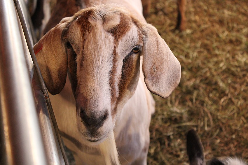 The Manatee County Fair has a wide variety of different animals to see and pet, including this goat at the petting zoo.