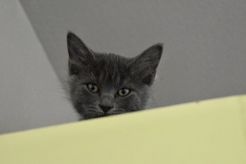 Caliente has made a full recovery and found his forever home.