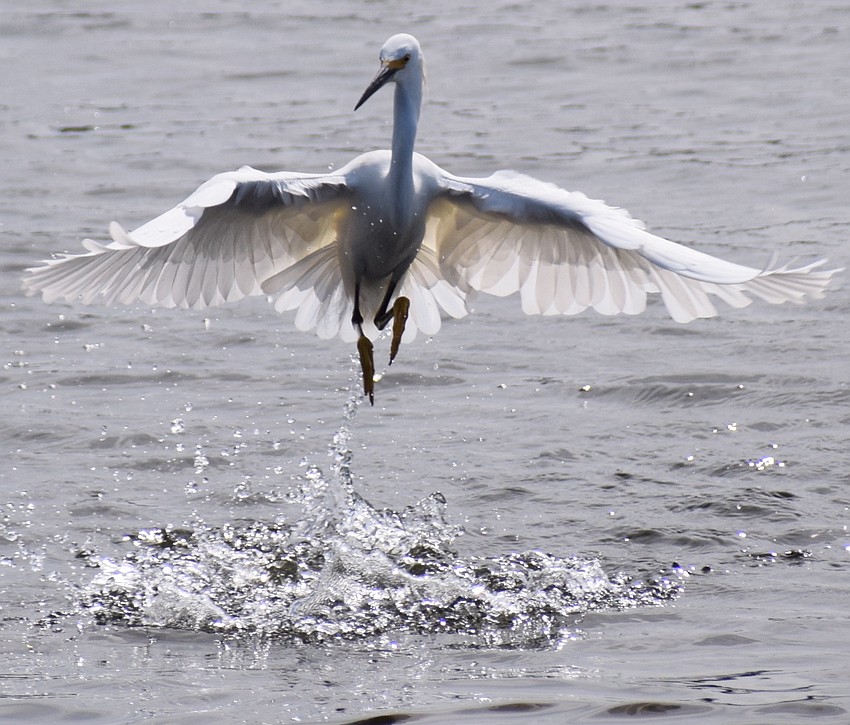 The ballet of the snowy egret is sometimes seen on a walk around Lake Patton in Lakewood Ranch.