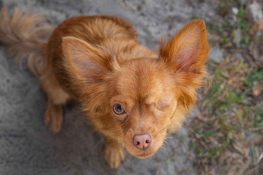 Faze had to have his eye removed because of a ruptured corneal ulcer.