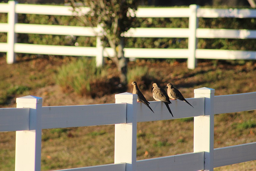 Mourning doves sit atop a fence at Lake Patton Park in Lakewood Ranch.