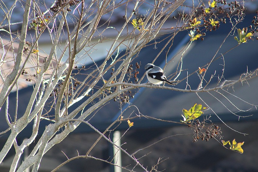 It's likely that those in Lakewood Ranch have seen a loggerhead shrike without knowing what it is.