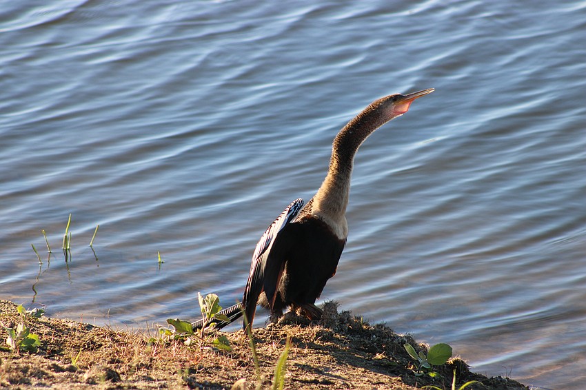An anhinga stretches its neck along the shore of Lake Patton in Lakewood Ranch.