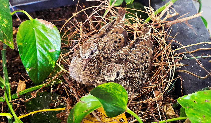Gordon Silver took this photo of two baby doves waiting for mom to return with some food on a porch in Del Webb of Lakewood Ranch.