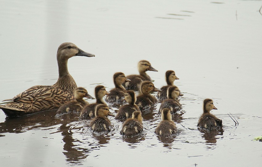 Pat Donnelly took this photo of a mottled duck with her ducklings in Sarasota’s Village Walk.
