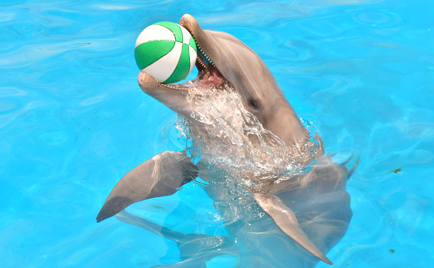 One of the dolphins at Marineland Dolphin Adventure. Courtesy of Marineland