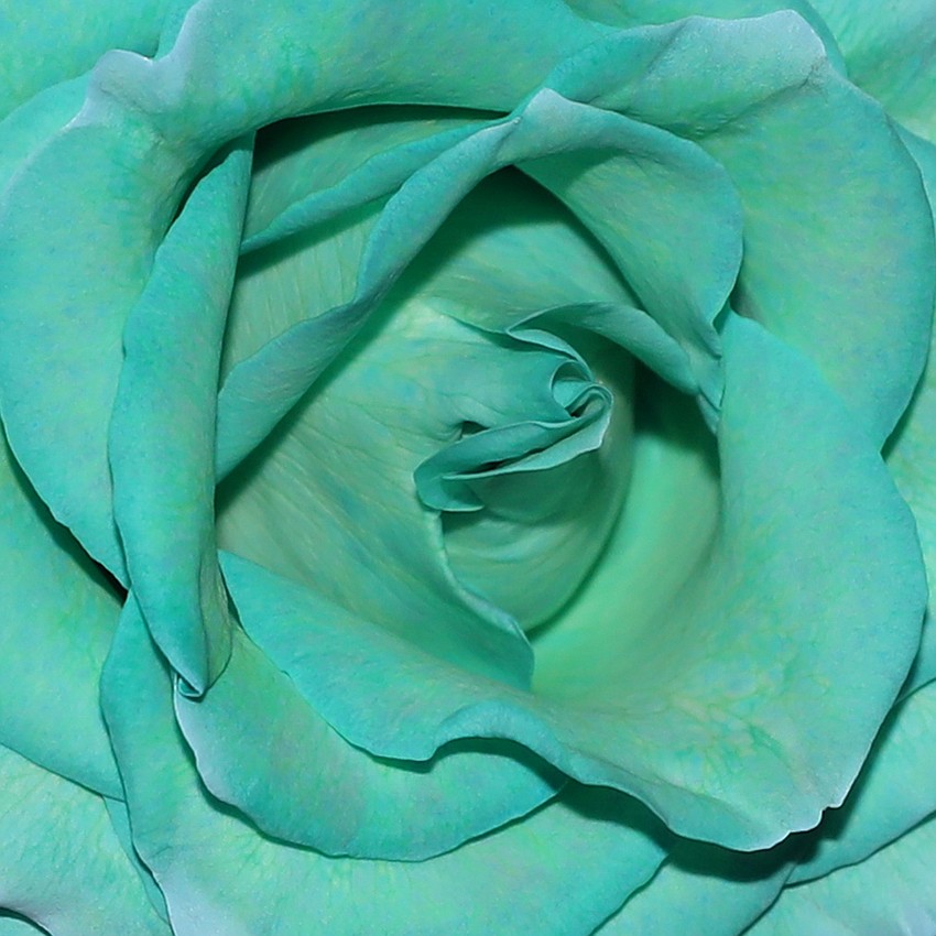 Responsible for the design and execution of fundraising and stewardship events, India Marie Paul's gala color choices were inspired by pop art using Kelly green, yellow, fuchsia and turquoise.