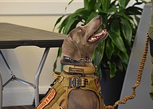 Bella Grace, a 3-year-old Weimaraner, is a German hunting dog who works for Manatee County Search & Rescue. Kevin Vreeland, her owner and K-9 handler, described her as a "scent monster."