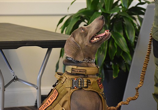 Bella Grace, a 3-year-old Weimaraner, is a German hunting dog who works for Manatee County Search & Rescue. Kevin Vreeland, her owner and K-9 handler, described her as a "scent monster."