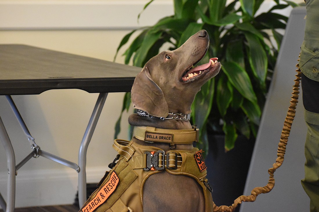 Bella Grace, a 3-year-old Weimaraner, is a German hunting dog who works for Manatee County Search & Rescue. Kevin Vreeland, her owner and K-9 handler, described her as a "scent monster."