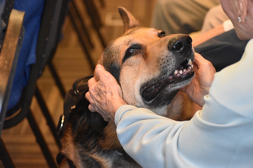 Kaido, an 8-year-old German shepherd and rescue dog with Manatee Search & Rescue, gets pet by Lakewood Ranch's Wanda Schmidt while making his way around the room during the presentation.