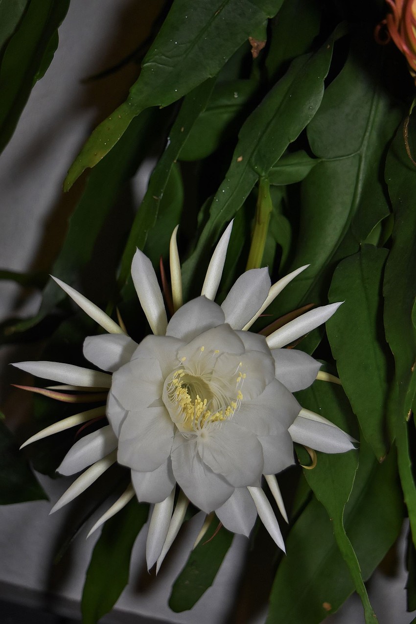 Gordon Silver took this photo of a queen of the night cactus flower that blooms once a year.