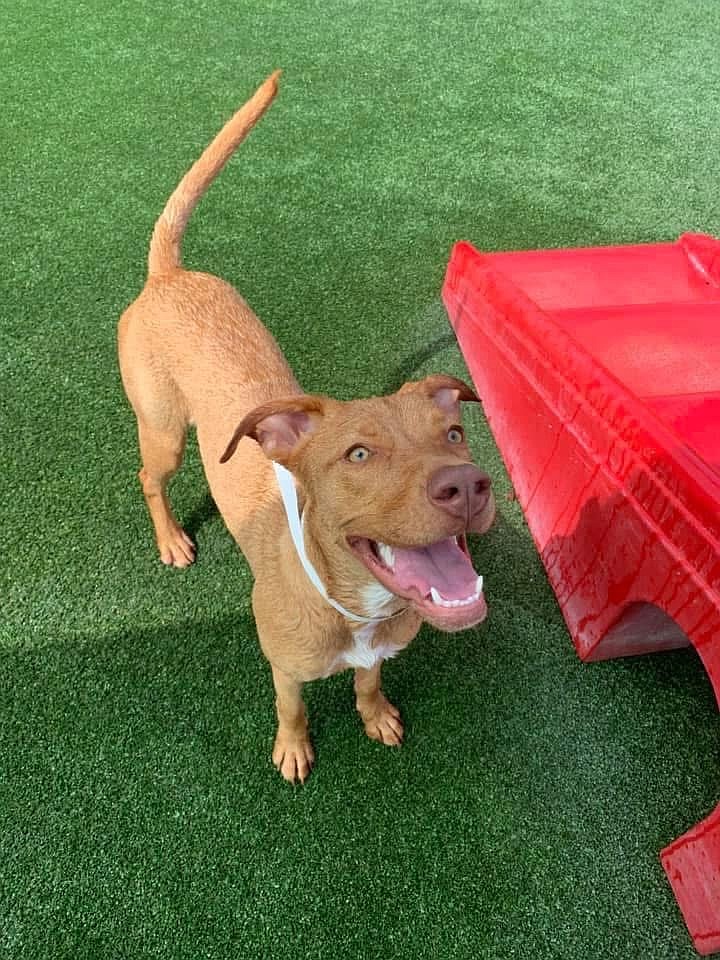 Andrea Nurse described Arya as a fun-loving dog with a big bark — her way to greet new friends. Courtesy photo