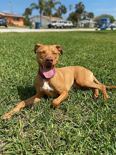 Andrea Nurse adopted Arya in 2019 from the Halifax Humane Society. Courtesy photo