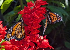 The Lakewood Ranch Garden Club Butterfly Symposium will take place at 9 a.m. on Feb. 7 at Lakewood Ranch Town Hall.