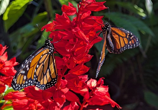 The Lakewood Ranch Garden Club Butterfly Symposium will take place at 9 a.m. on Feb. 7 at Lakewood Ranch Town Hall.