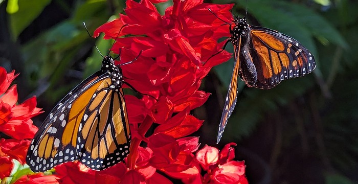 The Lakewood Ranch Garden Club Butterfly Symposium will take place at 9 a.m. on Feb. 7 at Lakewood Ranch Town Hall.