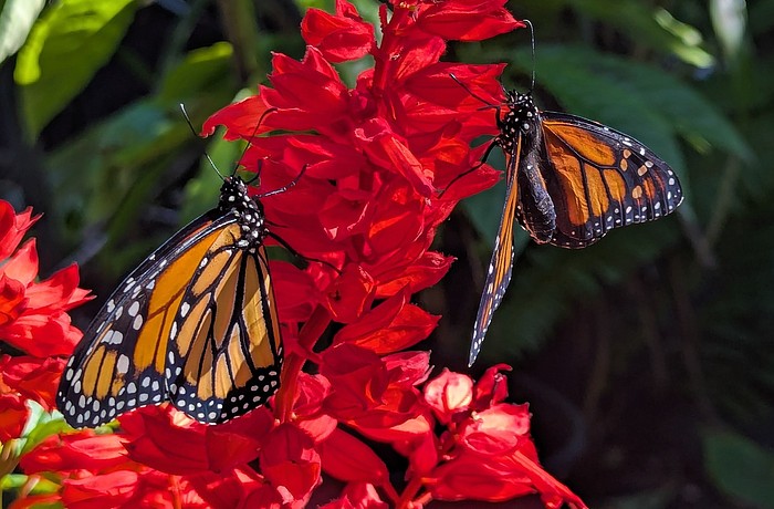 The Lakewood Ranch Garden Club Butterfly Symposium will take place at 9 a.m. on Feb. 7 at Lakewood Ranch Town Hall.