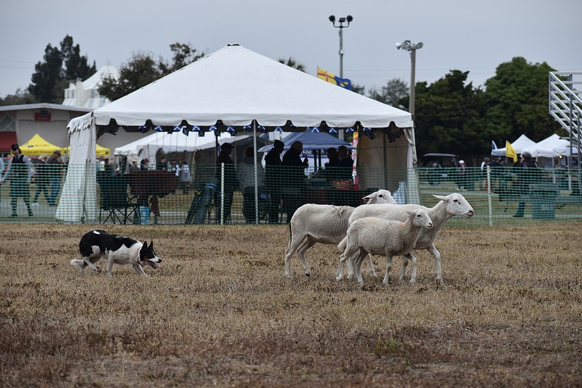 A sheepdog demonstrates herding skills.