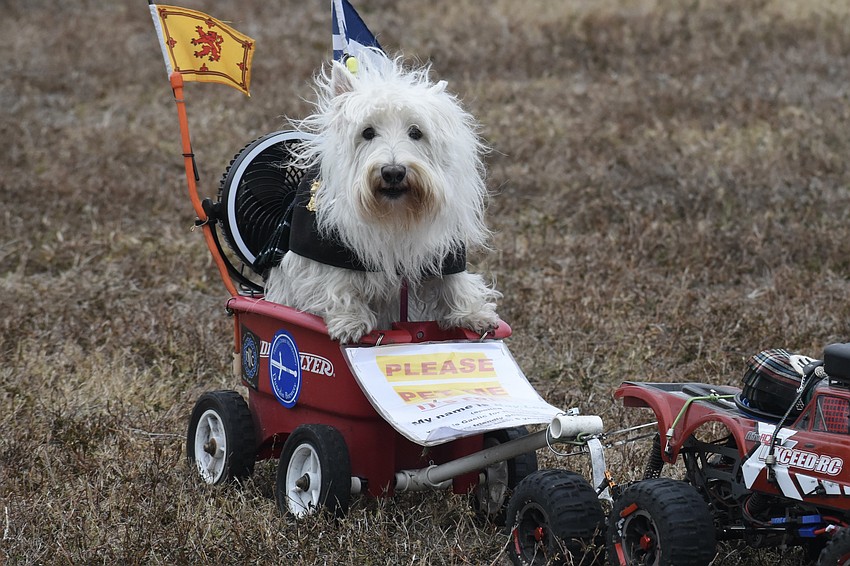 Ceilidh (pronounced kay-lee) rides in the parade.
