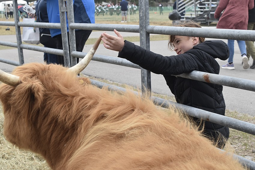 Adelaide Wiegand, 9, meets Saoirse, a Highland Coo from The Salty Heifer Livestock Co.