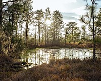 Thundercloud Ranch is one of two conservation easements Manatee County purchased Jan. 27.