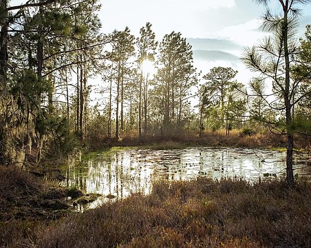 Thundercloud Ranch is one of two conservation easements Manatee County purchased Jan. 27.