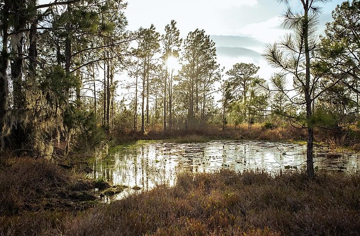 Thundercloud Ranch is one of two conservation easements Manatee County purchased Jan. 27.