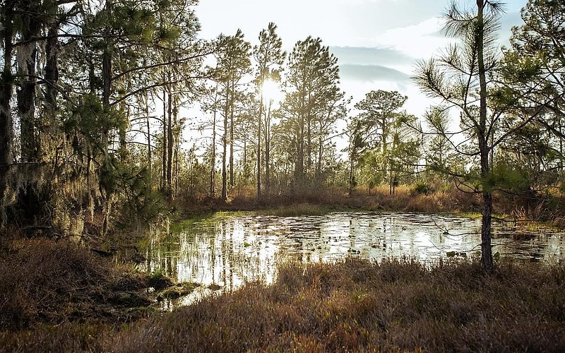 Thundercloud Ranch is one of two conservation easements Manatee County purchased Jan. 27.